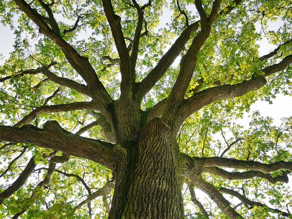 فراکتال ها در زندگی‌: الگویی از شاخه‌های درخت بلوط