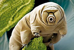 تاردیگراد ها (tardigrades) که گاهی خرس آبی نیز نامیده می شوند، راسته ای بسیار جالب از بی مهرگان هستند. سازگاری شگفت انگیز آن ها در برابر شرایط سخت، در دنیای حیات کم نظیر است.