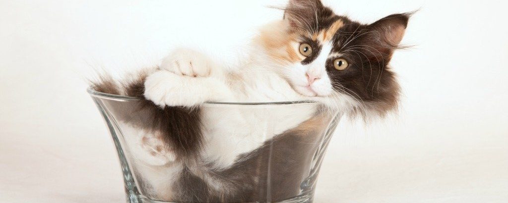 اثبات مایع بودن گربه ها با علم رئولوژی
