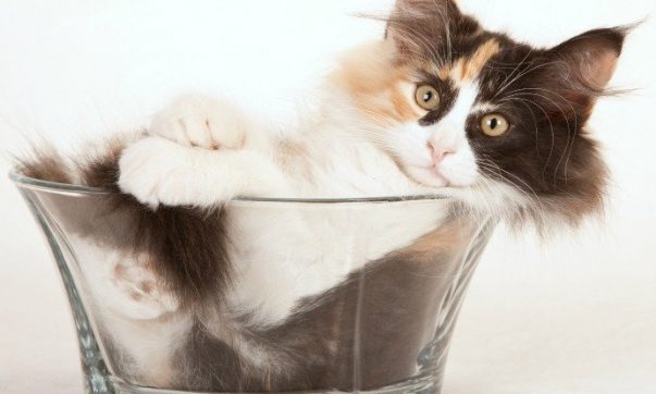 اثبات مایع بودن گربه ها با علم رئولوژی